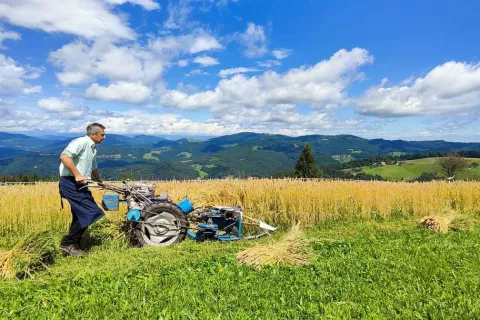 Praznik žetve na Žirovskem vrhu / Foto: Arhiv Td Žirovski Vrh