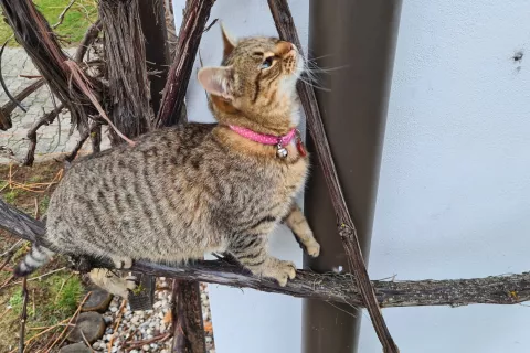 Spremenjeni zakon o zaščiti živali prinaša tudi obvezno čipiranje mačk. / Foto: Cveto Zaplotnik