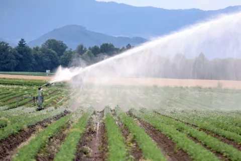 splošna vročina zalivanje polja polje žito koruza korenje namakalni sistem / Foto: Tina Dokl