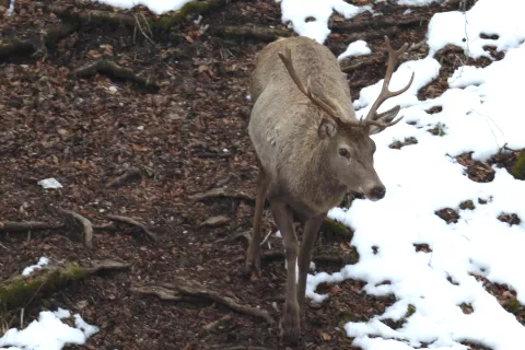 Jelenjad povzroča v gozdovih škodo z lupljenjem in obgrizanjem debel dreves v mladih sestojih. / Foto: Arhiv Gg - Gorazd Kavčič