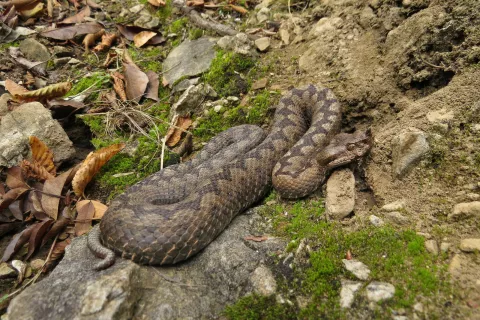 Na Gorenjskem sta strupeni vrsti navadni gad in modras (na fotografiji). / Foto: Griša Planinc
