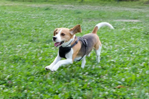 Običajno psi sledijo lastnikom, a včasih je prav, da tudi mi prisluhnemo njim. / Foto: Tina Dokl (fotografija je simbolična)