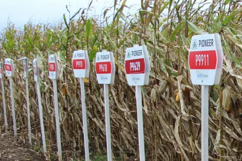 Na Dnevu Corteve bodo predstavili koruzne hibride Pioneer. / Foto: Cveto Zaplotnik