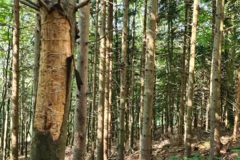 Podlubniki tudi letos ne mirujejo, zato naj lastniki gozdov pozorno pregledajo zlasti smrekove sestoje. / Foto: Cveto Zaplotnik