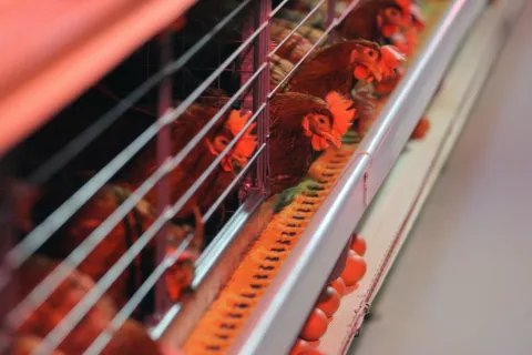 Reja kokoši v kletkah bo možna le še do konca leta 2028. / Foto: Arhiv Gg- Tina Dokl