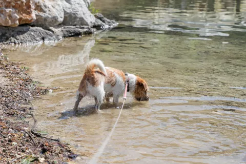 Gošče ob vodi bohinjskega jezera glede na preliminarne rezultate analize vode vsebujejo potencialno strupene cianobakterije, ki lahko predstavljajo nevarnost za pse. Fotografija je simbolična. / Foto: Tina Dokl