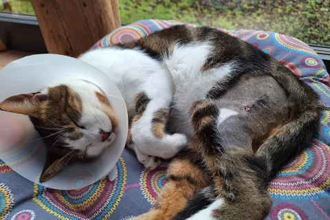 Označevanje lastniških mačk omogoča identifikacijo lastnikov in s tem hitro vračanje izgubljenih mačk, zmanjšuje tudi število zapuščenih mačk v zavetiščih. / Foto: arhiv Gorenjskega glasa