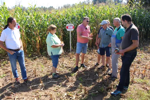 Pridelovalci koruze in strokovnjaki se vsako leto srečajo ob ogledu poskusa s koruznimi hibridi. / Foto: Cveto Zaplotnik