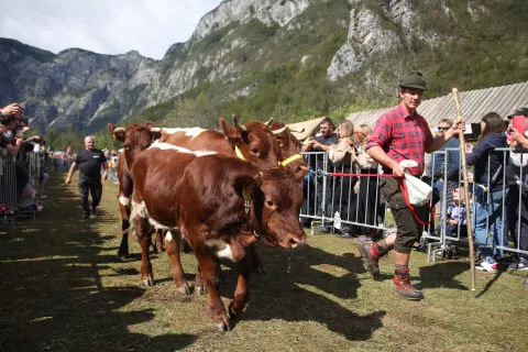Kravji bal Bohinj Ukanc Krave 2022 pastirji planine / Foto: Gorazd Kavčič