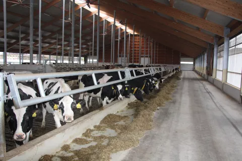 Lani so razglasili dva zmagovalca izbora Naj hlev, eden od njih je bil Černivčev hlev v Zgornjih Jaršah. / Foto: Cveto Zaplotnik