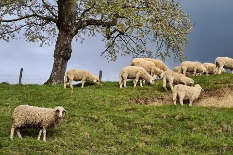 Med domačimi prežvekovalci so za bolezen najbolj dovzetne ovce. / Foto: Cveto Zaplotnik