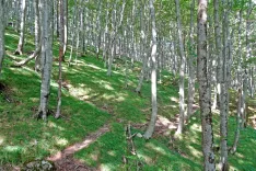 Zeleno! Libanonski pesnik Kahlil Gibran, je nekoč zapisal: »Zeleno je življenje drevesa in mir srca.« In sredi Velebita doživiš in čutiš ravno to! / Foto: Jelena Justin