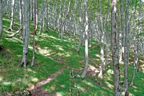 Zeleno! Libanonski pesnik Kahlil Gibran, je nekoč zapisal: »Zeleno je življenje drevesa in mir srca.« In sredi Velebita doživiš in čutiš ravno to! / Foto: Jelena Justin