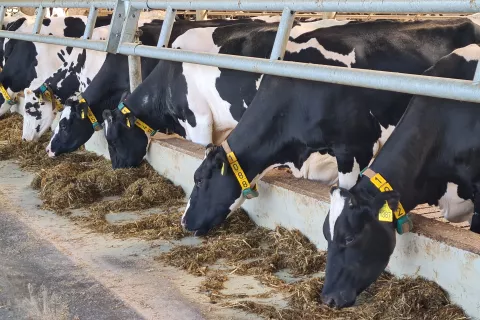 Po mlečnosti so najboljše črno-bele krave. / Foto: Cveto Zaplotnik