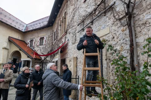 Trgatev je poklon trdoživi grajski trti, kulturni dediščini in povezovanju tradicije z grajskim okoljem. / Foto: Primož Pičulin, arhiv Gorenjskega glasa