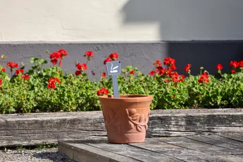 Arboretum Volčji potok cvetlični lonec cigareta / Foto: Tina Dokl