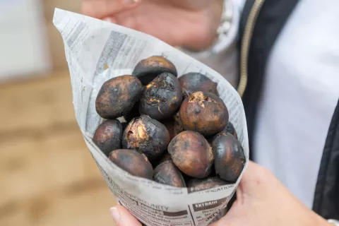 Kostanov piknik 2024, pečen kostanj / Foto: Primož Pičulin