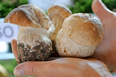 V nižinskih gozdovih so gobe pognale v zadnjih štirinajstih dneh. / Foto: arhiv GG (Gorazd Kavčič)