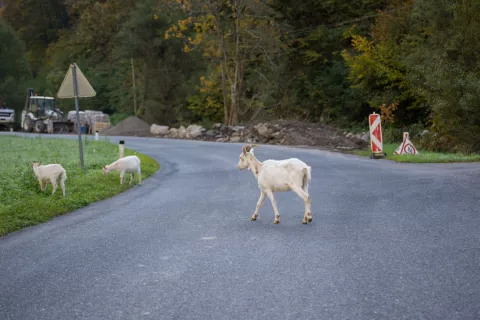 Koza, razgled / Foto: Primož Pičulin