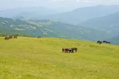 Na prostranih travnikih Štavne se pasejo številni konji / Foto: Andrej Primc