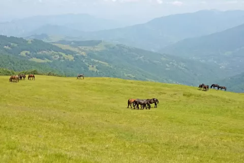 Na prostranih travnikih &Scaron;tavne se pasejo &scaron;tevilni konji / Foto: Andrej Primc