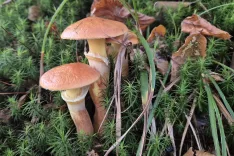 Gobarski konec tedna