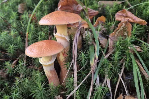 Gobarski konec tedna