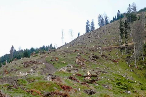Analiza je pokazala, da je v Bornovih gozdovih za več kot sto hektarjev golosekov. / Foto: 