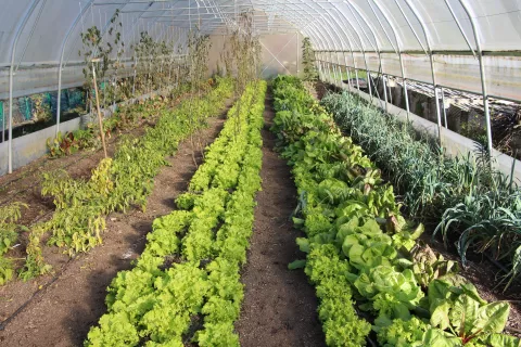 Finančno podporo bo možno uveljaviti tudi za postavitev rastlinjaka. / Foto: Cveto Zaplotnik