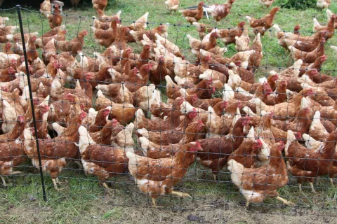 Rejci perutnine lahko z izvajanjem različnih ukrepov zmanj&scaron;ajo tveganje za pojav ptičje gripe. / Foto: Cveto Zaplotnik