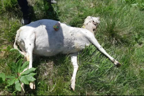 Na gorenjskih pa&scaron;nih planinah je bil letos najhuj&scaron;i napad velikih zveri na Zaplati, kjer je volk pokončal 24 ovc in jih &scaron;e 15 po&scaron;kodoval. / Foto: Arhiv Anže &Scaron;teblaj