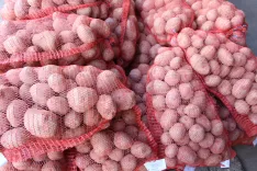 V kmetijskih organizacijah zatrjujejo, da so trenutno odkupne cene krompirja najnižje v zadnjem desetletju. / Foto: Cveto Zaplotnik