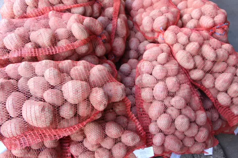 V kmetijskih organizacijah zatrjujejo, da so trenutno odkupne cene krompirja najnižje v zadnjem desetletju. / Foto: Cveto Zaplotnik