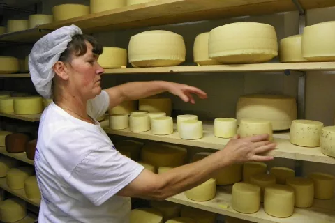 Na kmetiji predelujejo mleko v mlečne izdelke. Na sliki: Helena v zorilnici sira / Foto: Arhiv Družine Hk