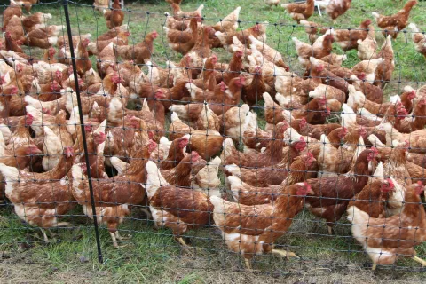 Galjotova klavnica omogoča zakonit zakol perutnine tudi manj&scaron;im rejcem. / Foto: Cveto Zaplotnik