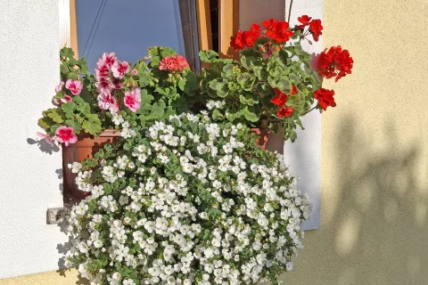 Kdo bi odpeljal v graben tako cvetje? / Foto: Mojca Logar