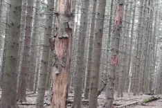 Spremembe zakona o gozdovih naj bi zavodu za gozdove omogočile večjo učinkovitost pri izdajanju upravnih odločb - tudi odločb o poseku in spravilu lubadark. / Foto: Cveto Zaplotnik
