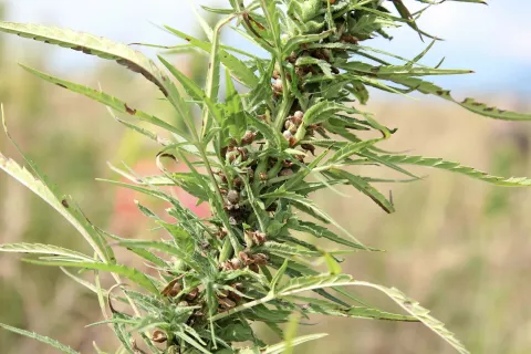 Ekolo&scaron;ko pridelana industrijska konoplja s &Scaron;majdove kmetije / Foto: Gorazd Kavčič / Foto: 