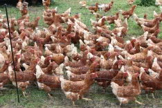 V vsej državi veljajo priporočila za zmanjšanje tveganja za prenos virusa s prostoživečih ptic na perutnino. / Foto: Cveto Zaplotnik