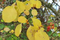V Kranju so opazili tujerodno rastlino navadni davilec. / Foto: Zrsvn
