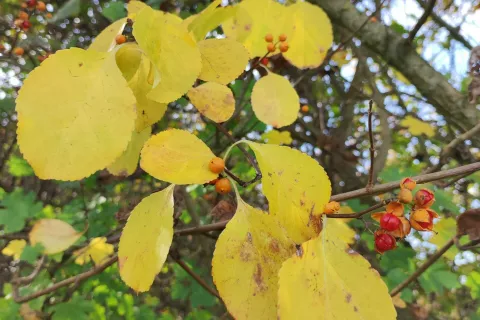 V Kranju so opazili tujerodno rastlino navadni davilec. / Foto: Zrsvn