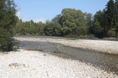 reka Sava Bohinjka jez smrad gnoj drek človeški iztrebki svinjarija ekološka katastrofa občina Bled vas Lancovo občina Radovljica / Foto: Gorazd Kavčič