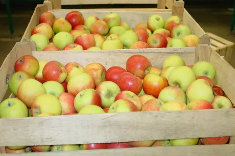 Potnikom na vlakih bodo poleg medu delili tudi v Sloveniji pridelana jabolka. / Foto: Cveto Zaplotnik