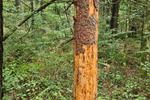 Zaradi podlubnikov je največ poškodovanih gozdov na Koroškem in Gorenjskem. / Foto: Cveto Zaplotnik