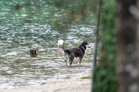 Pes ni poginil zaradi bakterij