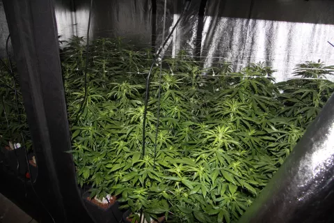 Policisti so v Trzinu razkrili prirejene prostore za gojenje konoplje. / Foto: Arhiv Pu Ljubljana