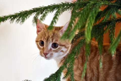 žival maček mladiček simbolična / Foto: Tina Dokl