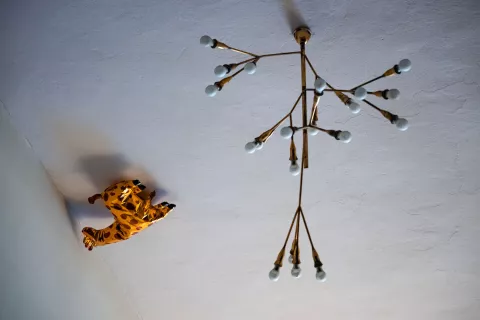 vaš razgled žirafa / Foto: Nik Bertoncelj