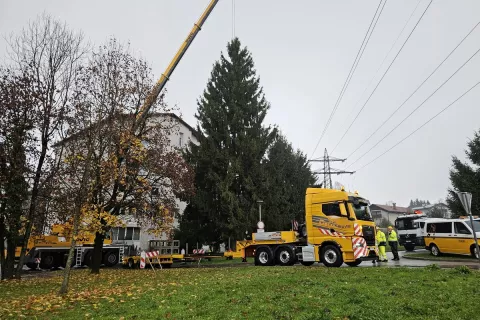 Smreka iz Medvod bo polepšala praznično Ljubljano