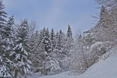 Gaz nad Planino za jamo. / Foto: Jelena Justin